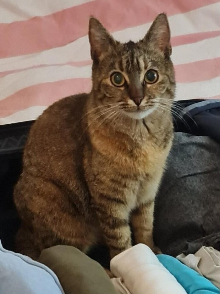„Nala“ aus Salzburg-Parsch