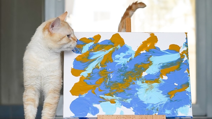 Bronn the cat prefers pastel shades