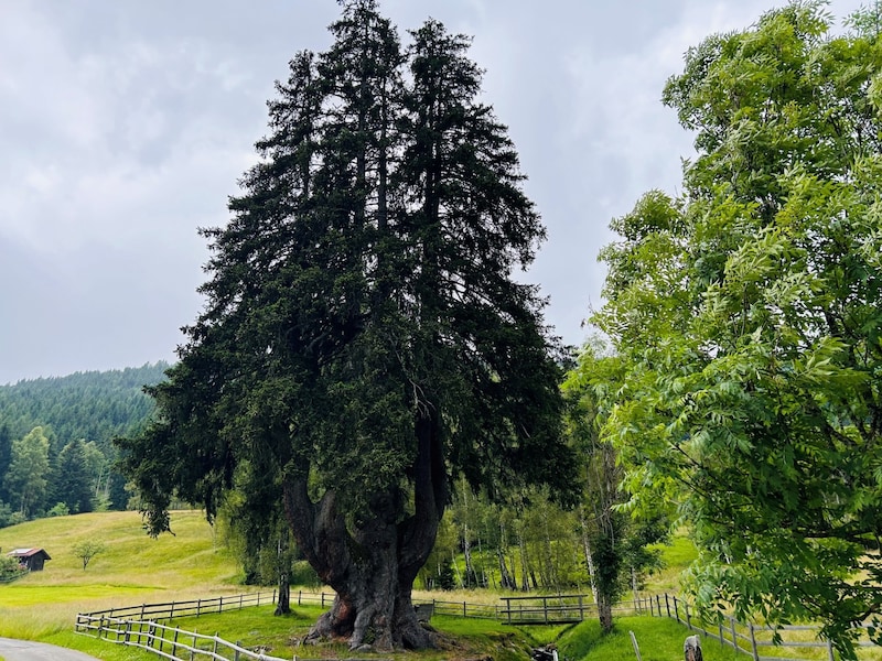 Die siebenwipfelige Fichte ist mehr als 30 Meter hoch, hat einen Umfang von acht Metern und ist rund 500 Jahre alt. (Bild: Zwickl)