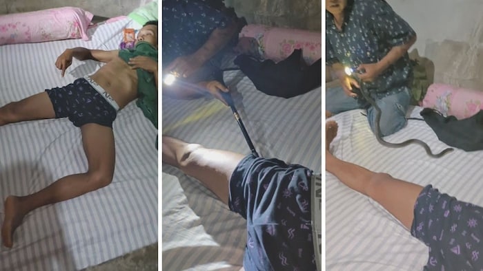 Ein wahr gewordener Albtraum: Eine Kobra hatte sich eine Boxershort als Zufluchtsort ausgesucht.