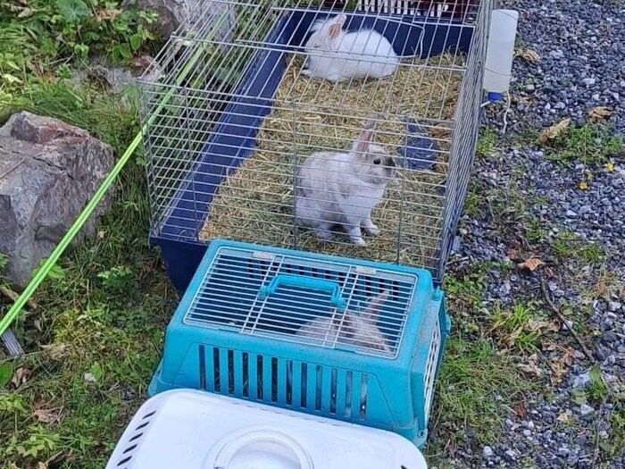 In mehreren Boxen wurden die Tiere eingesammelt.