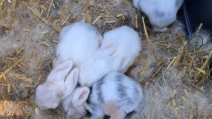 Die konfiszierten Kaninchen werden nun aufgepäppelt und medizinisch betreut.