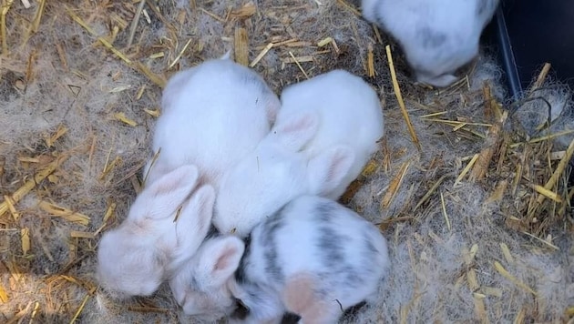 El konulan tavşanlar şimdi yeniden sahiplendiriliyor ve tıbbi bakımları yapılıyor. (Bild: Verein Samtpfotenstube/Hoppelwiese)