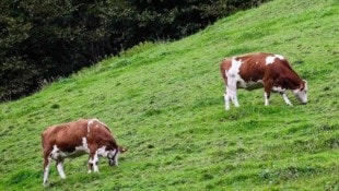 Die Kühe dürften die 40-jährige Wanderin erdrückt haben. Sie verstarb am Unglücksort. (Bild: Scharinger Daniel)