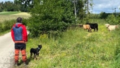 Auch der Einsatz von Hütehunden erbrachte nicht den gewünschten Erfolg. 