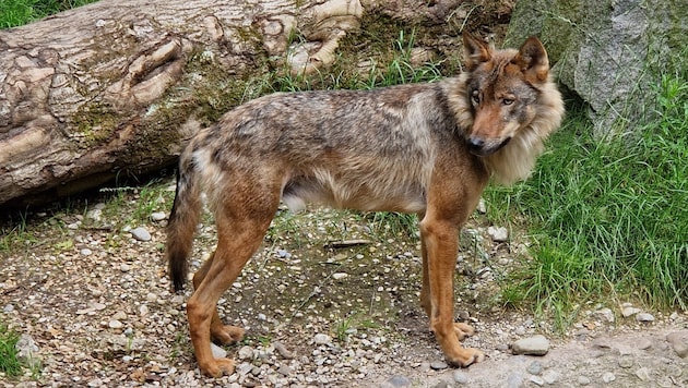 Es bestehe der Verdacht auf Beteiligung eines Wolfes (Symbolbild). (Bild: Rauth Hubert)