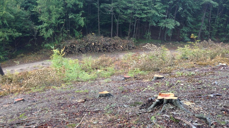 Gefällte Bäume sorgen in Wienerwald für Aufregung. (Bild: zVg)