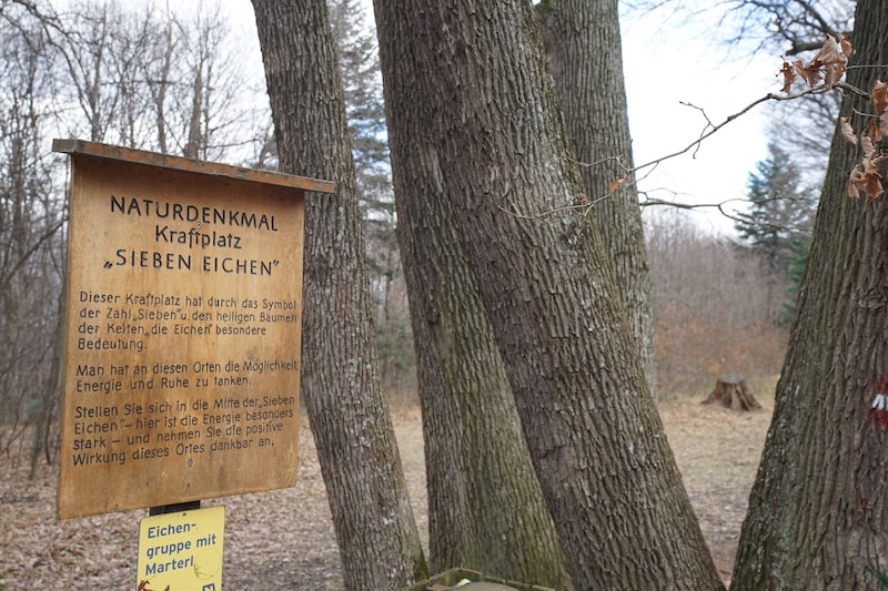 Die „Sieben Eichen“ sind ein beliebter Kraftplatz im Wienerwald. (Bild: Daniel Steinbach)