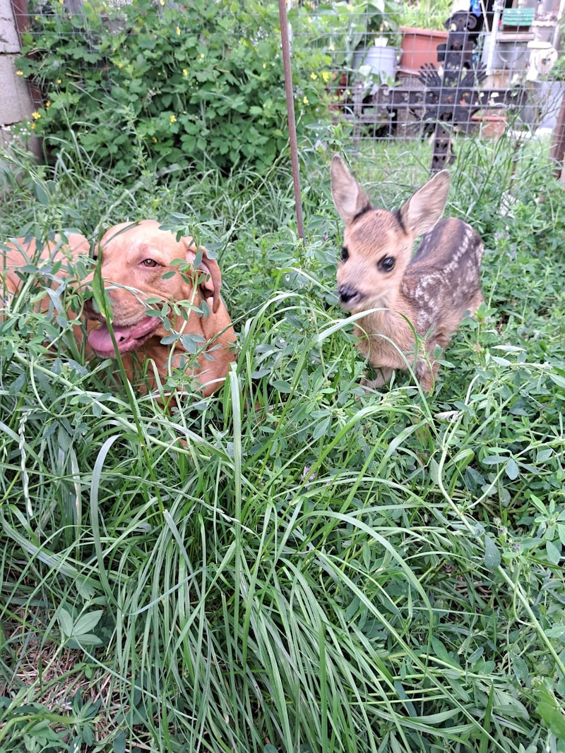 "Stella" likes to play mommy to the dwarves. The fawns feel at home with her and her buddy "Lukas". (Bild: Tina Rosner)