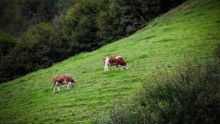 Tödlicher Kuh-Angriff: Das Opfer verstarb an Ort und Stelle – vor den Augen ihrer Kinder. (Bild: Scharinger Daniel)