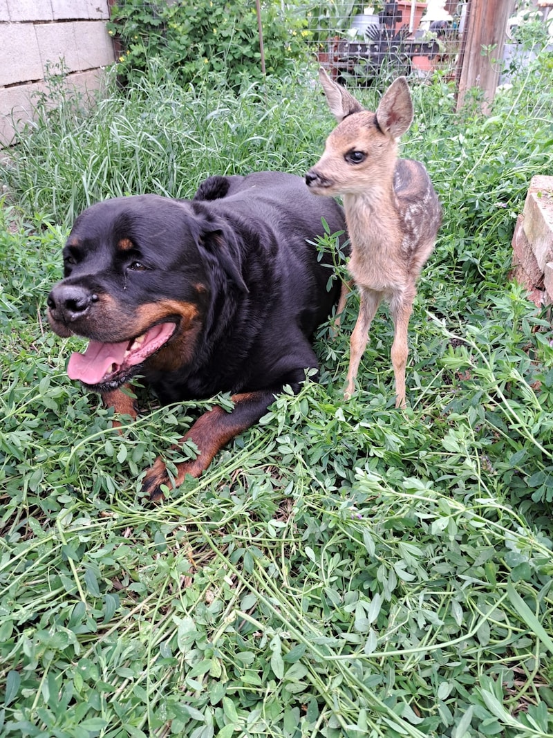 "Lukas" da "Stella" kadar Bambi'lere iyi bakıyor. (Bild: Tina Rosner)