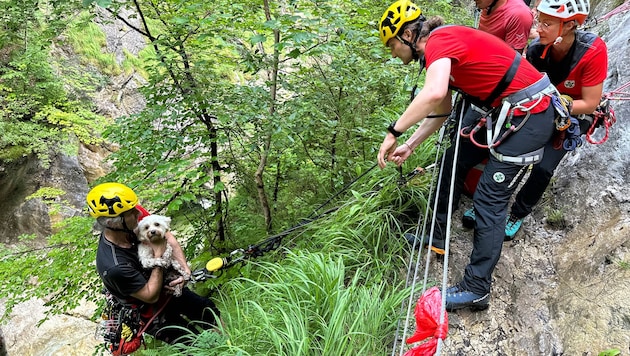 The dog was rescued with combined forces. (Bild: zoom.tirol)