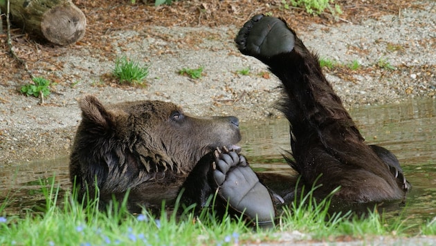 Bear Erich performs extravagant yoga figures while bathing. (Bild: Vier Pfoten)