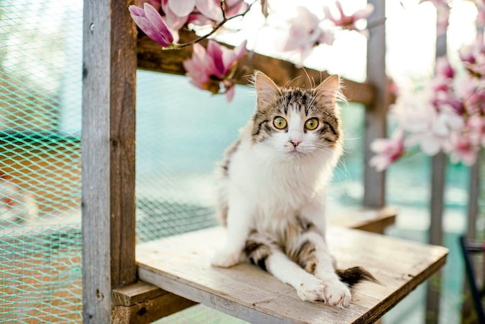 The cats are visibly doing well despite their impairments.