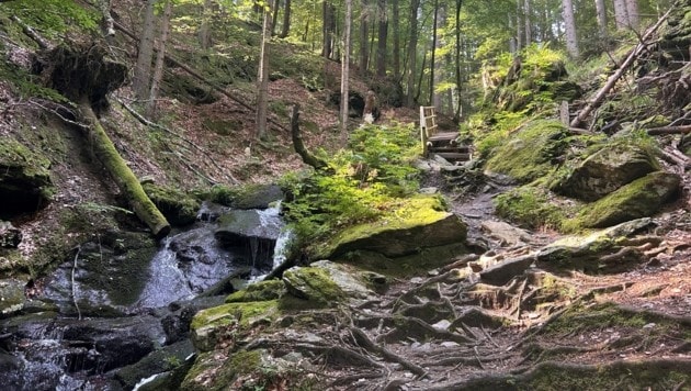 Man legt etwa 400 Höhenmeter auf einer Länge von 1,6 Kilometer zurück. (Bild: Zwickl)