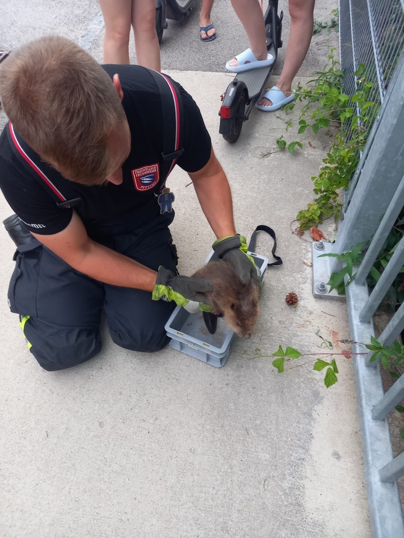 Florianis rescued the rodent (Bild: Feuerwehr Wilhelmsburg-Stadt)