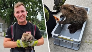 Tierliebe Rettung: Einsatzkräfte befreiten den Nager und brachten ihn in Sicherheit (Bild: Krone KREATIV/Feuerwehr Wilhelmsburg-Stadt)