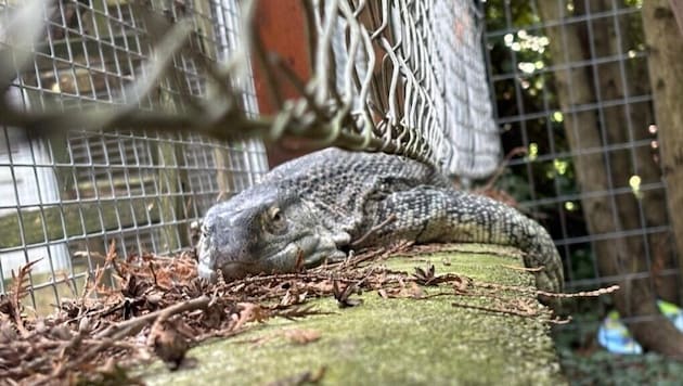 Das über einen Meter große Reptil saß auf einer Mauer im Garten. (Bild: Walter Freinberger)