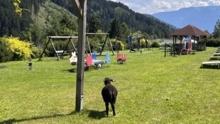 Auf der Einhausung weiden Tiere und Kinder können spielen.