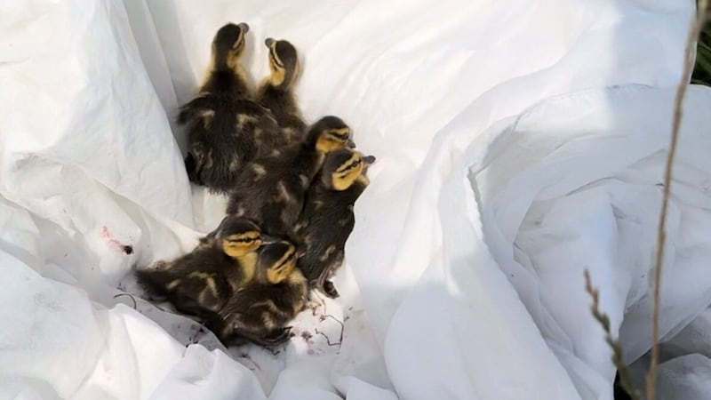 Sechs Enten Küken und ihre Mutter sind in Sicherheit. (Bild: LPD Salzburg)