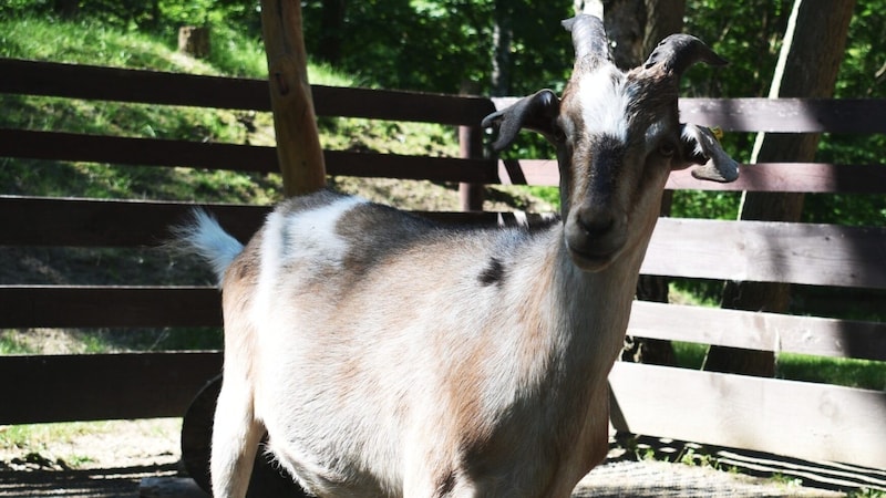 (Bild: Österreichischer Tierschutzverein (ÖTV))