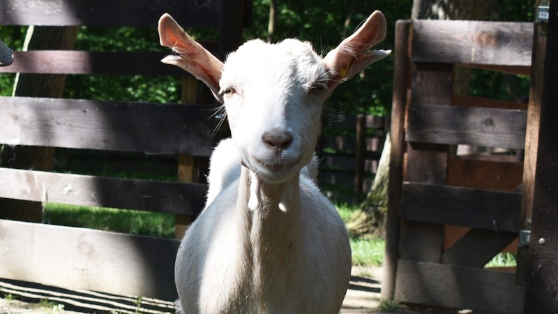 (Bild: Österreichischer Tierschutzverein (ÖTV))