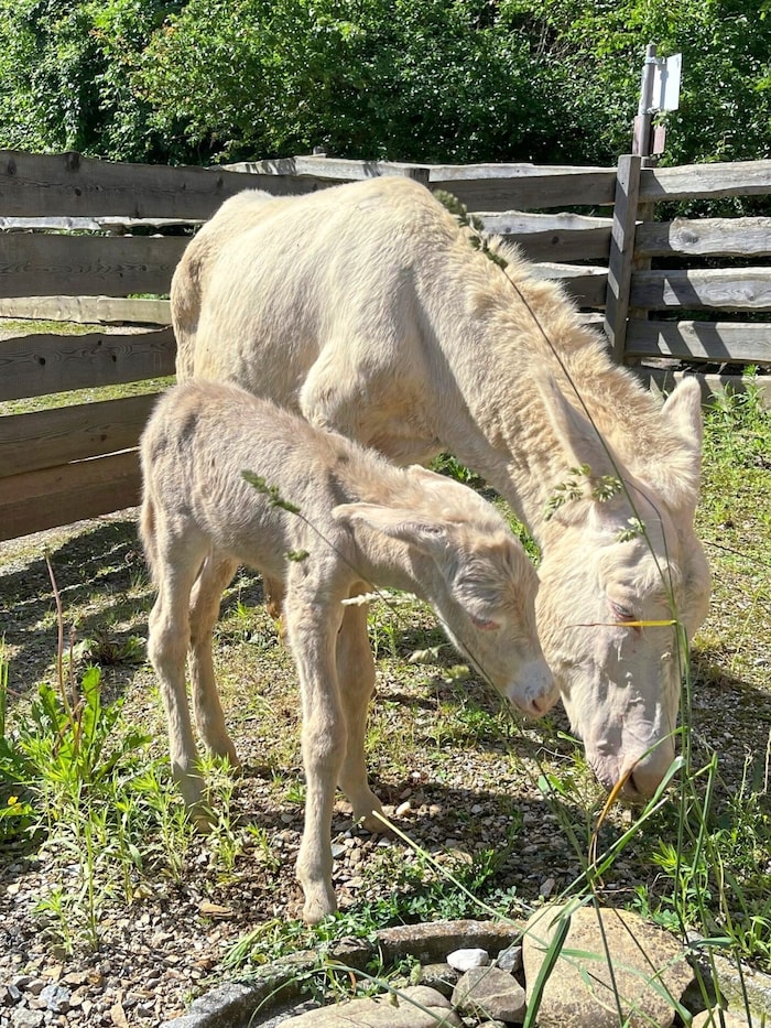 What a cute little baroque donkey!