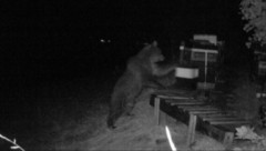 Meister  Petz vergriff sich mehrmals an Bienenstöcken, wie dieses Foto einer Wildtierkamera ...