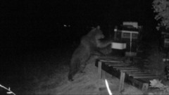 Meister  Petz vergriff sich mehrmals an Bienenstöcken, wie dieses Foto einer Wildtierkamera zeigt. (Bild: zVg)