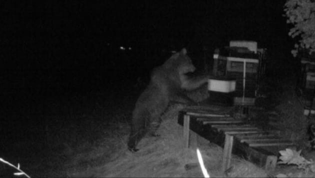 Meister  Petz vergriff sich mehrmals an Bienenstöcken, wie dieses Foto einer Wildtierkamera zeigt. (Bild: zVg)