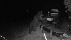 Meister  Petz vergriff sich mehrmals an Bienenstöcken, wie dieses Foto einer Wildtierkamera zeigt. (Bild: zVg)