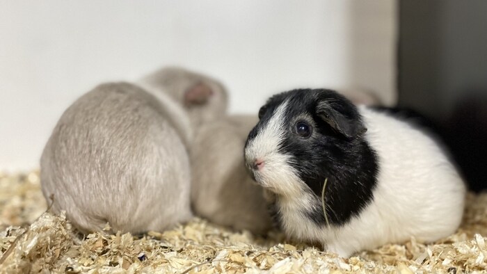 Das Meerschweinchen-Trio