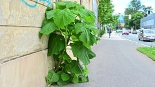 Der Blauglockenbaum, auch Kaiserbaum genannt! (Bild: Evelyn Hronek/EVELYN HRONEK)