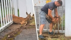 Netz-NÖ-Techniker Rene Haydu befreit das Reh aus seiner misslichen Lage. (Bild: Krone KREATIV/Netz NÖ)