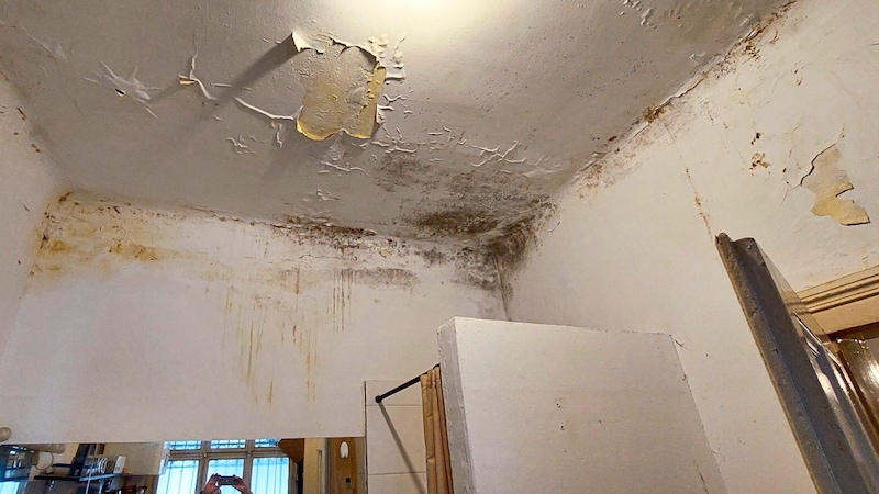 Mold and wet walls in the living spaces. (Bild: Grüne Wien)