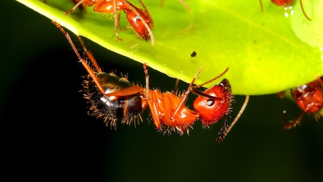 Camponotus floridanus kann – wenn notwendig – bei Artgenossen Amputatieonen durchführen. (Bild: stock.adobe.com)