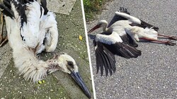 Der unterernährte Jungstorch (li.) sowie der angefahrene Storch, der bei der Futtersuche von einem Autofahrer überrascht wurde und qualvoll verendete (Bild: Krone KREATIV/Claudia Herka, zVg)