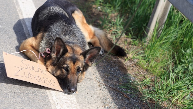 A pet left on the side of the road is unfortunately not uncommon. (Bild: stock.adobe.com/juefraphoto - stock.adobe.com)