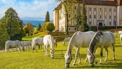 Das Gestüt Piber in der Weststeiermark ist internationales immaterielles Kulturerbe undzeigt die weltberühmten Lipizzaner hautnah. (Bild: © renevanbakel.photo/BundesgestütPiber)