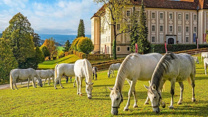 Gestüt Piber, Heimat der weltberühmten Lipizzaner.