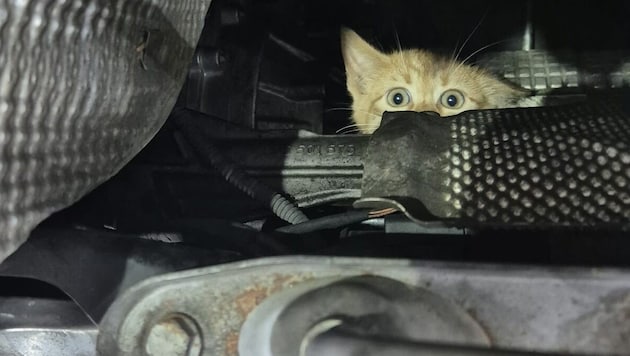 Erfolgreiche Rettungsaktion: Die Katze konnte sicher vom ÖAMTC Techniker Rade Petrovic geborgen werden. (Bild: SAMTC)