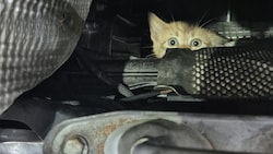 Erfolgreiche Rettungsaktion: Die Katze konnte sicher vom ÖAMTC Techniker Rade Petrovic geborgen werden. (Bild: SAMTC)