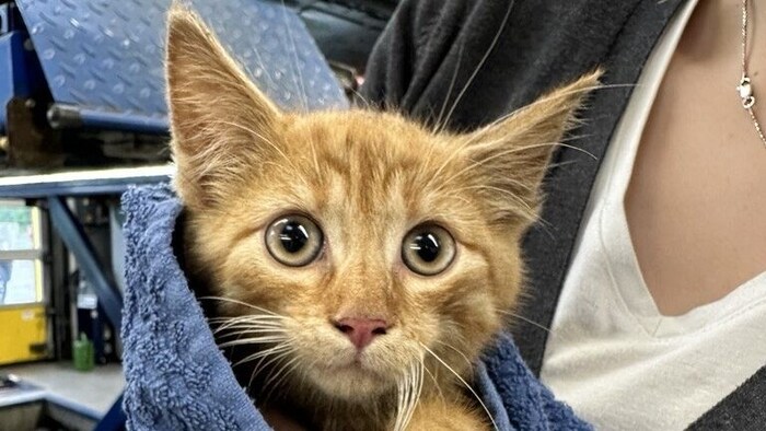 Die rotbraune Katze wartet jetzt im Tierheim Hallein auf seine Besitzer. 