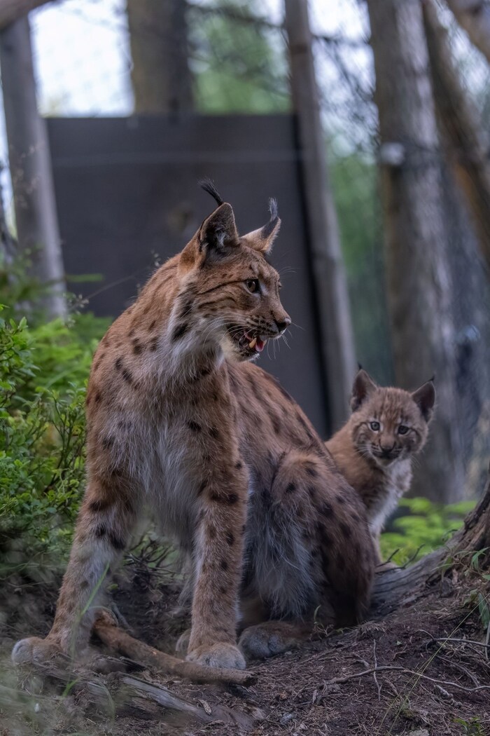 Luchs-Dame Nora mit Nachwuchs