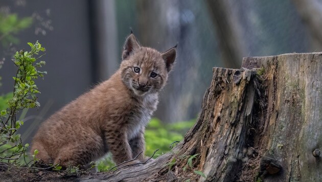 Eines der süßen Luchs-Babys in Mautern (Bild: APA/WERNER PLEINER)