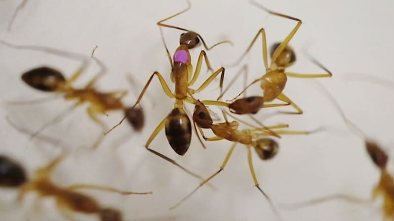 Der mit einem lilafarbenen Punkt gekennzeichnete verletzte Ameise wird von Artgenossen das Bein amputiert. (Bild: kameraOne (Screenshot))