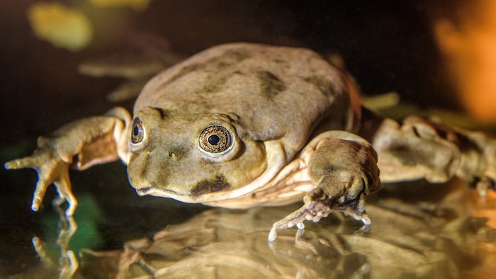Der Titicaca-Riesenfrosch lebt in Wassertiefen von bis zu hundert Metern und ist vom Aussterben ...