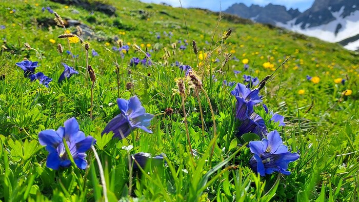 Blüht in der seltenen Blumenfarbe blau
