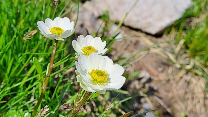 Der Gletscher Hahnenfuß