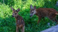 Rehkitze laufen nicht weg, wenn ein Feind – oder ein Mähdrescher – kommen. Sie ducken sich, so wie es die Natur vorgesehen hat. Was sie vor Fressfeinden schützt, ist bei Mähdrescher oder Traktor tödlich.  (Bild: Charlotte Titz)